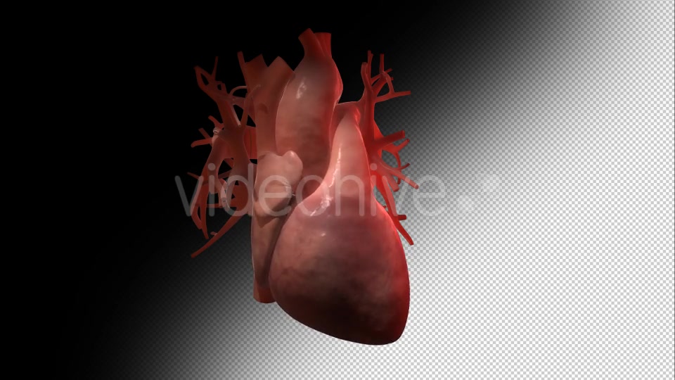 Beating Human Heart Increasing Heartbeat Videohive 10929702 Motion Graphics Image 10