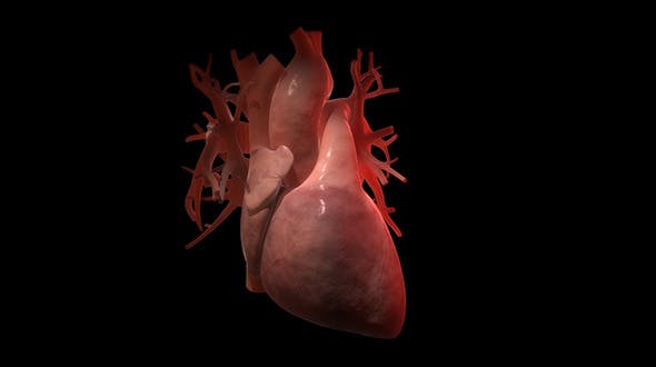Beating Human Heart Increasing Heartbeat - 10929702 Videohive Download
