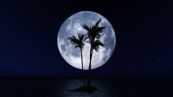 Big Moon and Palm Tree - Download Videohive 23781775