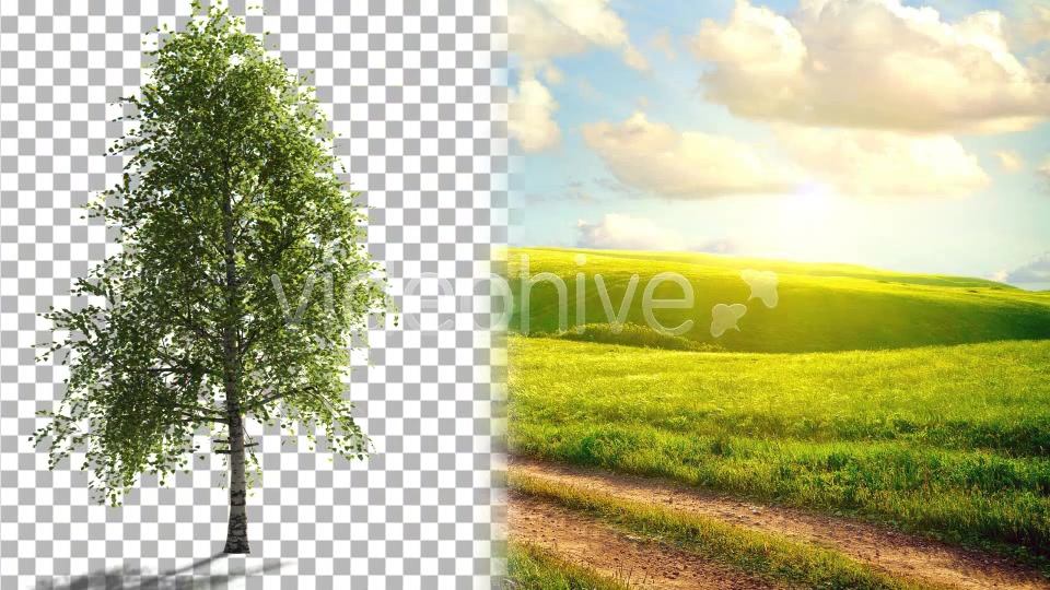 Birch Tree V2 Videohive 4613853 Motion Graphics Image 5