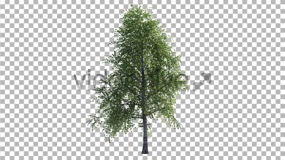 Birch Tree V2 Videohive 4613853 Motion Graphics Image 6