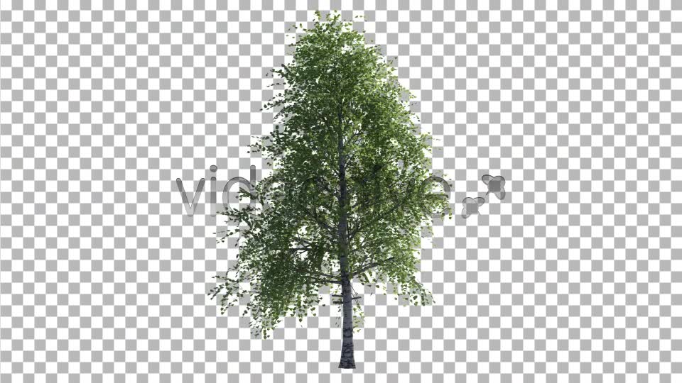 Birch Tree V2 Videohive 4613853 Motion Graphics Image 7
