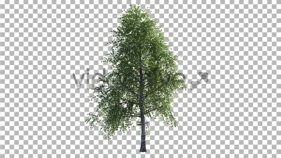 Birch Tree V2 Videohive 4613853 Motion Graphics Image 8