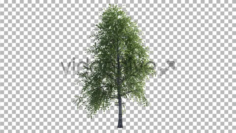 Birch Tree V2 Videohive 4613853 Motion Graphics Image 9