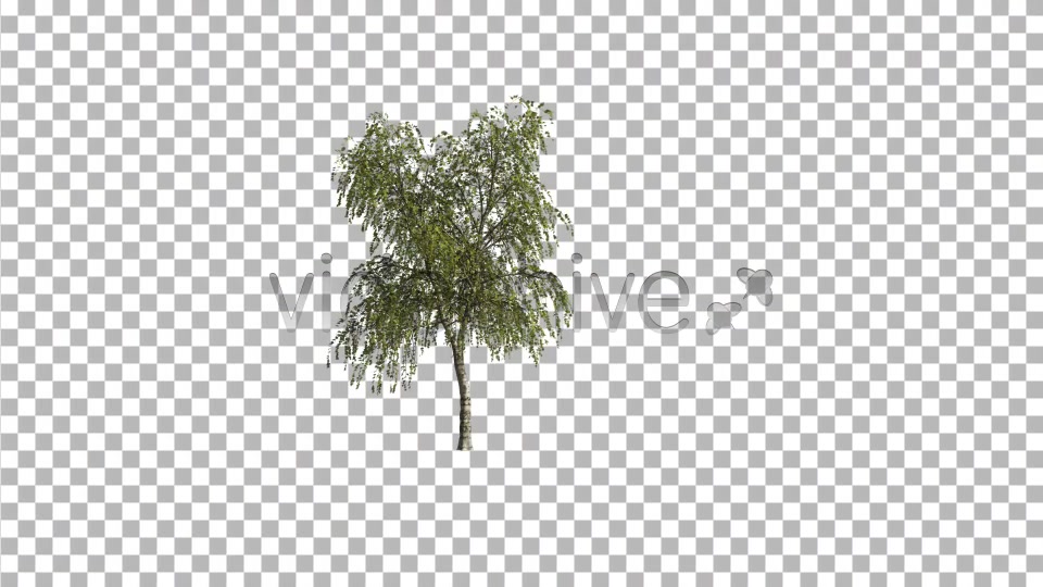 Birch Tree V3 Videohive 4761157 Motion Graphics Image 5