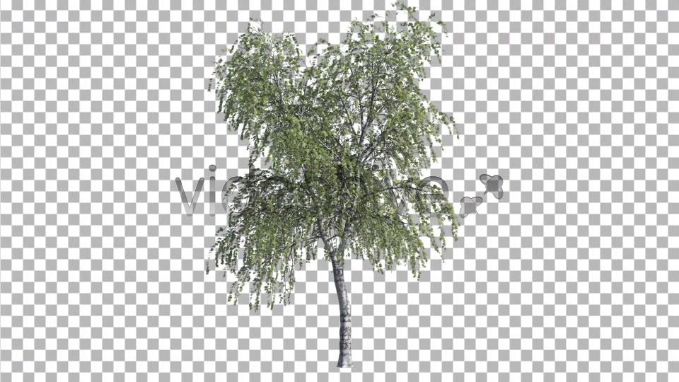 Birch Tree V3 Videohive 4761157 Motion Graphics Image 6