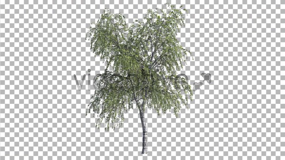 Birch Tree V3 Videohive 4761157 Motion Graphics Image 7