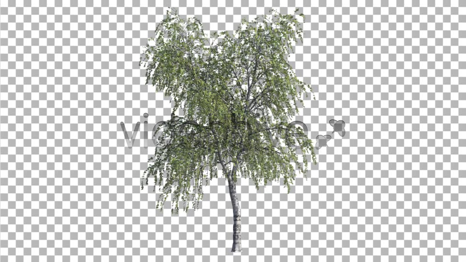 Birch Tree V3 Videohive 4761157 Motion Graphics Image 8