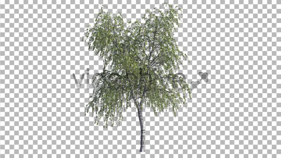 Birch Tree V3 Videohive 4761157 Motion Graphics Image 9