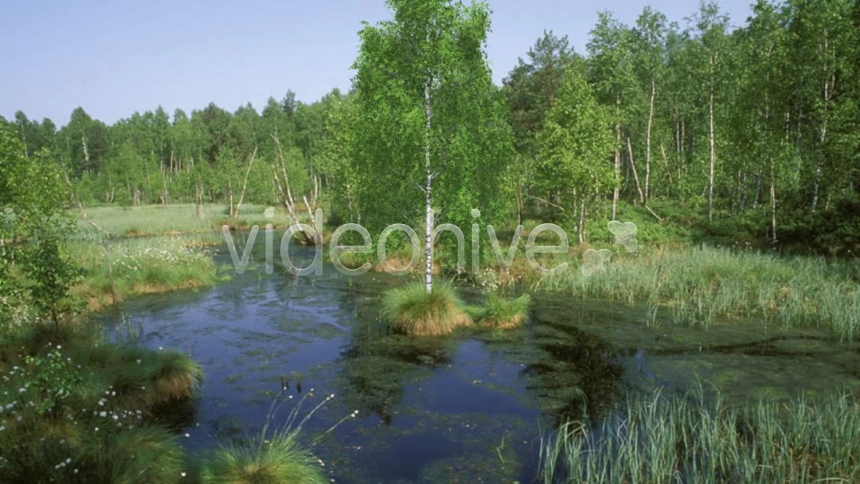 Birch V4 Videohive 8510019 Motion Graphics Image 6