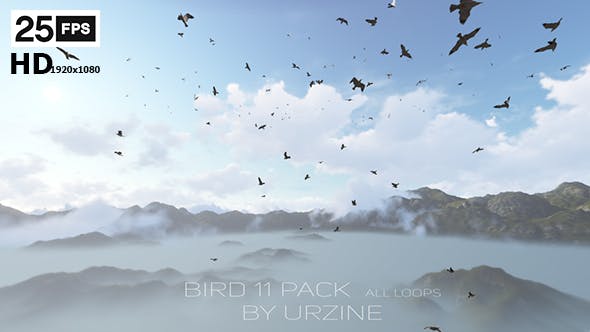 Bird 11 Pack HD All Loops - 21465787 Videohive Download
