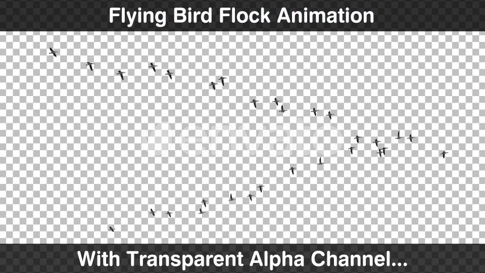 Bird Flock Videohive 22669810 Motion Graphics Image 3
