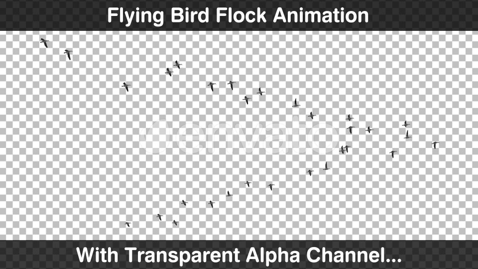 Bird Flock Videohive 22669810 Motion Graphics Image 4