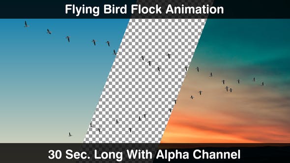 Bird Flock - Download Videohive 22669810
