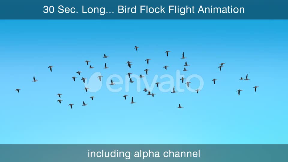 Bird Flock Flying Videohive 22654629 Motion Graphics Image 1