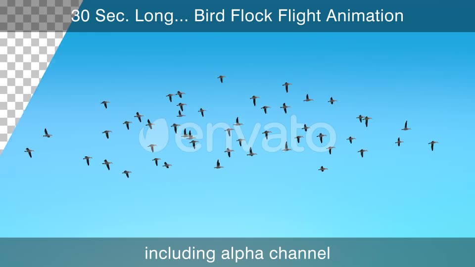 Bird Flock Flying Videohive 22654629 Motion Graphics Image 2