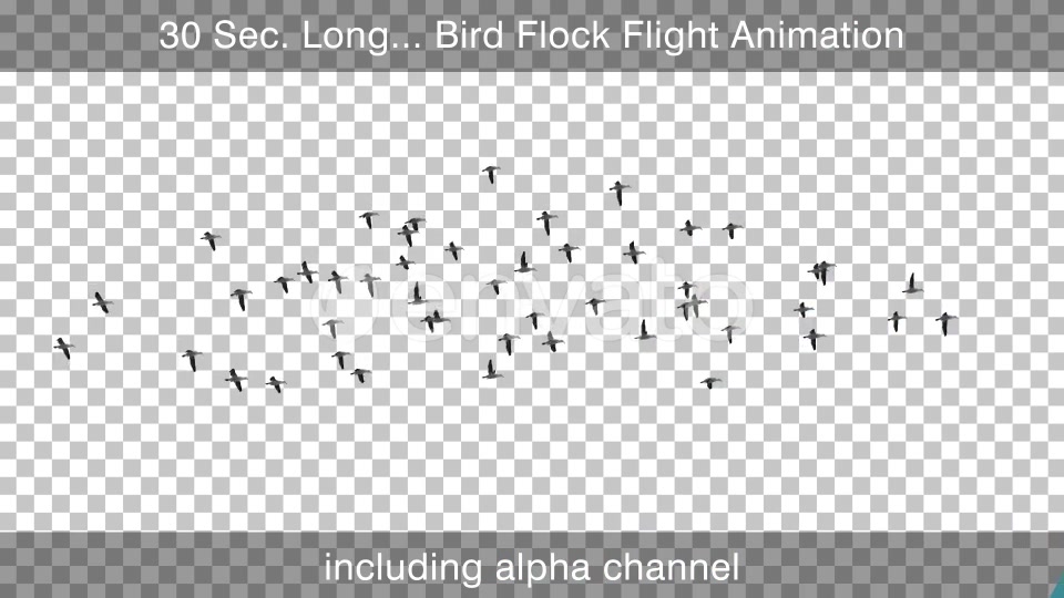 Bird Flock Flying Videohive 22654629 Motion Graphics Image 3