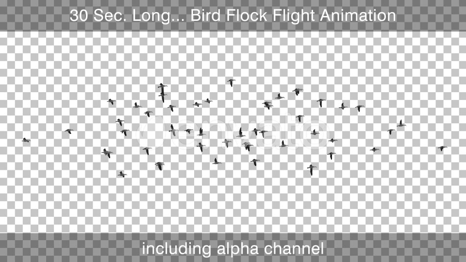 Bird Flock Flying Videohive 22654629 Motion Graphics Image 4