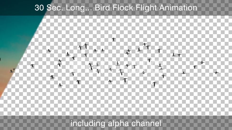 Bird Flock Flying Videohive 22654629 Motion Graphics Image 5