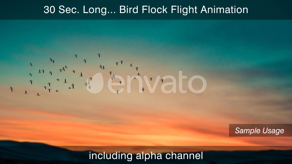 Bird Flock Flying Videohive 22654629 Motion Graphics Image 7