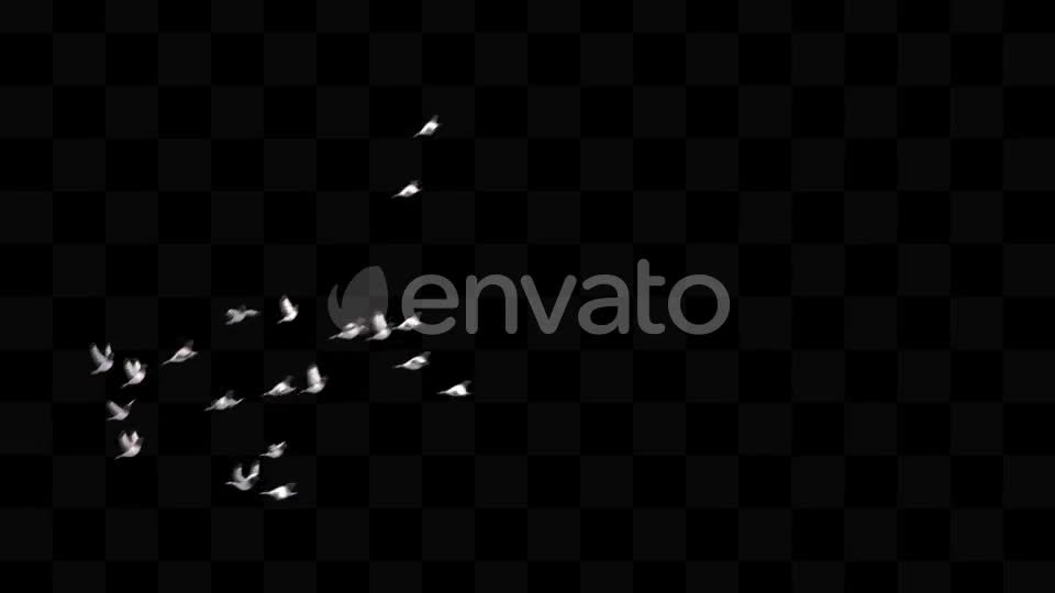 Bird Pack Videohive 21779512 Motion Graphics Image 1