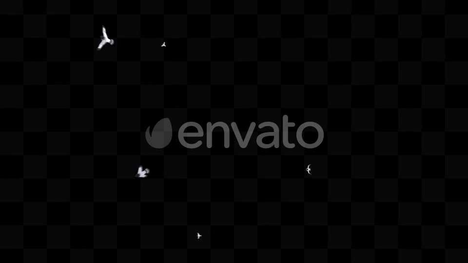 Bird Pack Videohive 21779512 Motion Graphics Image 10