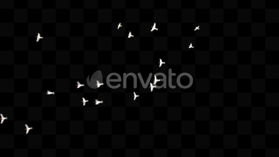 Bird Pack Videohive 21779512 Motion Graphics Image 3