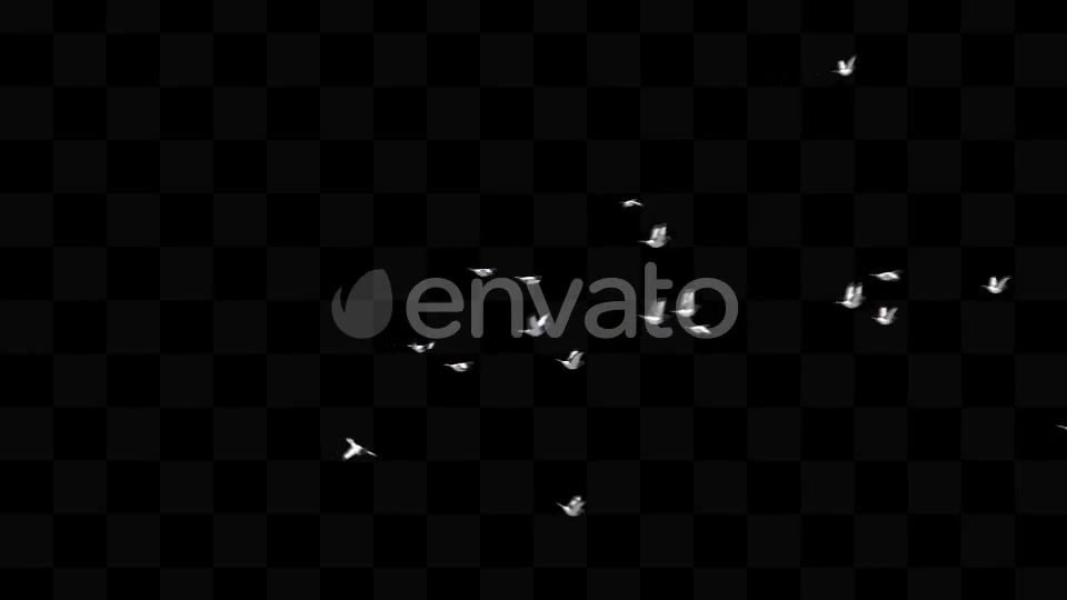 Bird Pack Videohive 21779512 Motion Graphics Image 5