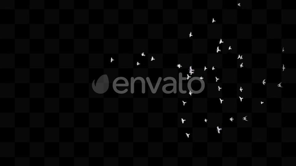 Bird Pack Videohive 21779512 Motion Graphics Image 8