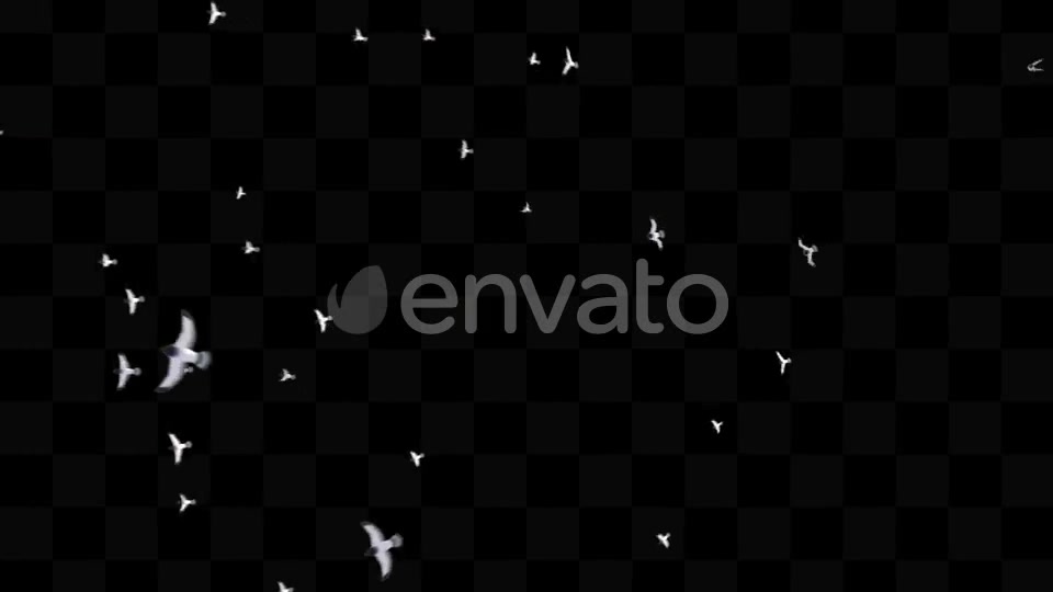 Bird Pack Videohive 21779512 Motion Graphics Image 9