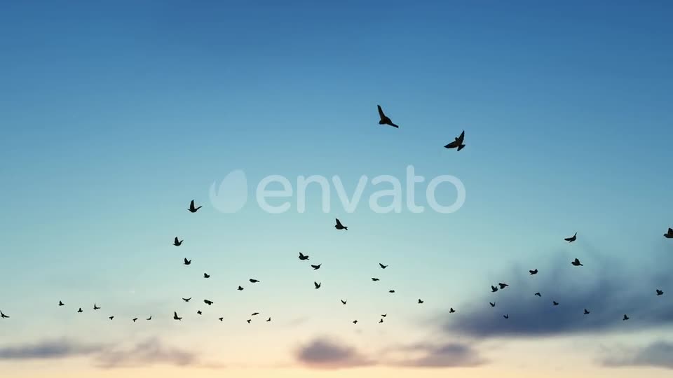 Birds Videohive 22567443 Motion Graphics Image 1