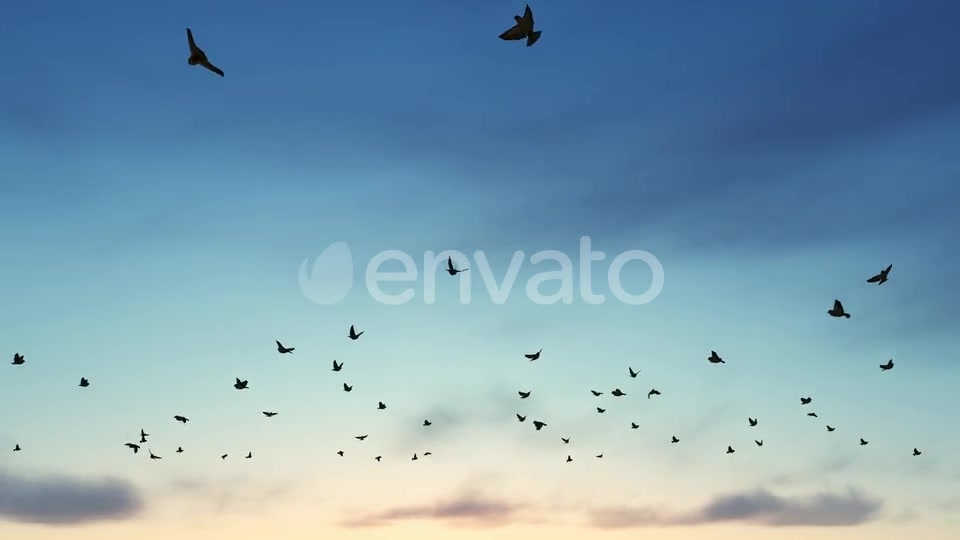 Birds Videohive 22567443 Motion Graphics Image 10