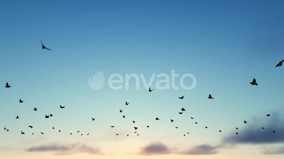 Birds Videohive 22567443 Motion Graphics Image 3