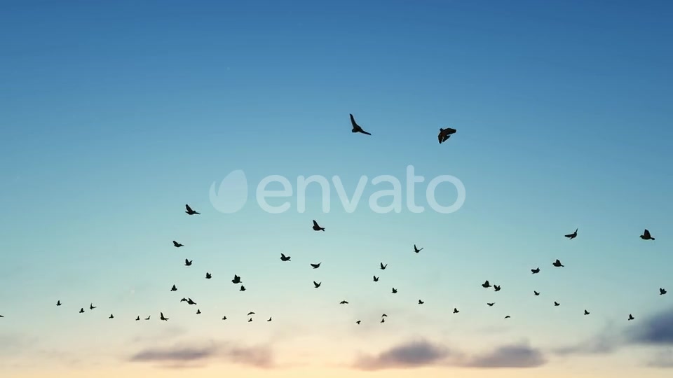 Birds Videohive 22567443 Motion Graphics Image 5