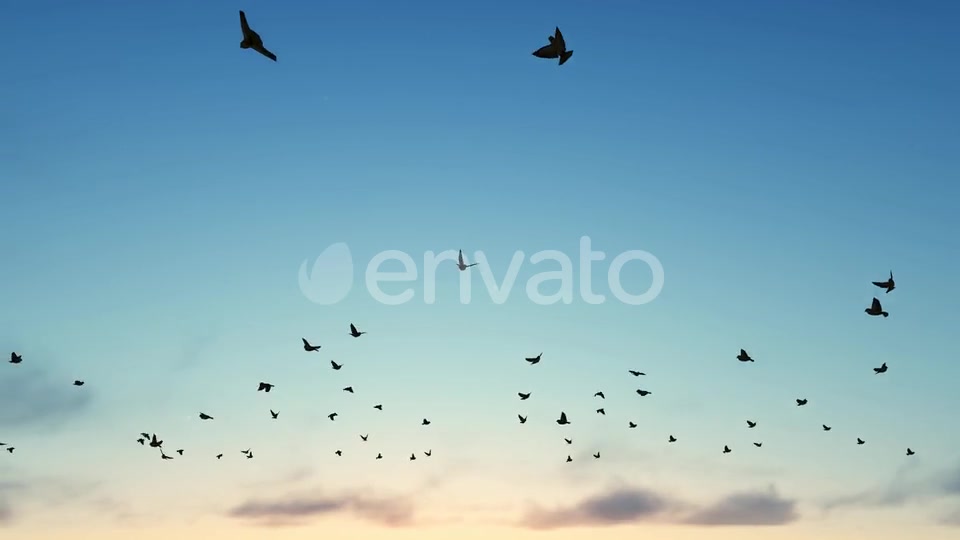 Birds Videohive 22567443 Motion Graphics Image 6