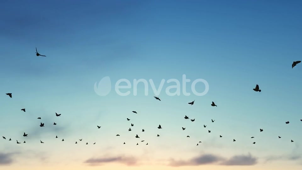 Birds Videohive 22567443 Motion Graphics Image 7