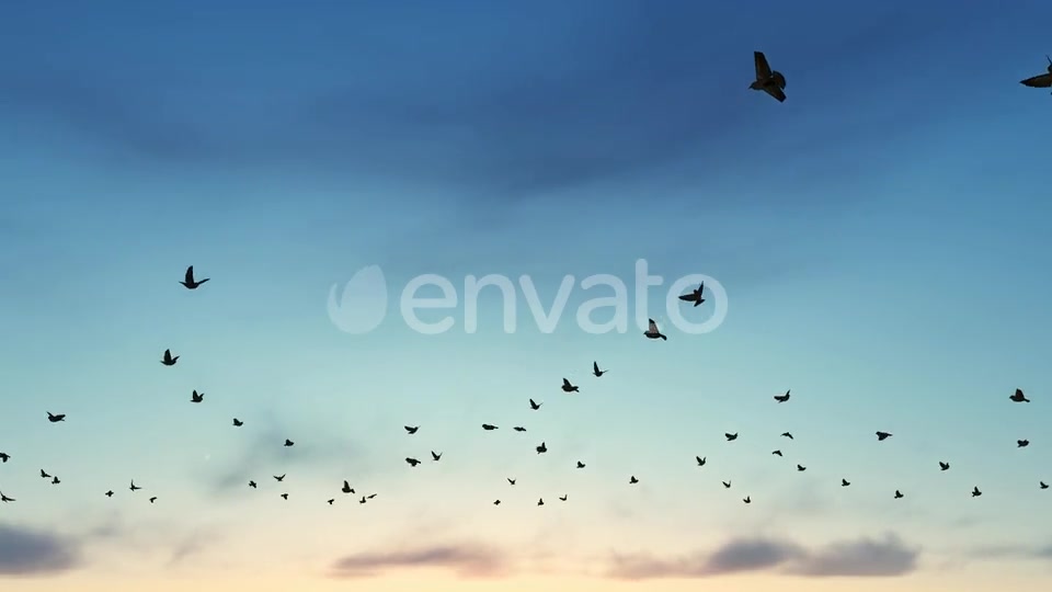 Birds Videohive 22567443 Motion Graphics Image 8