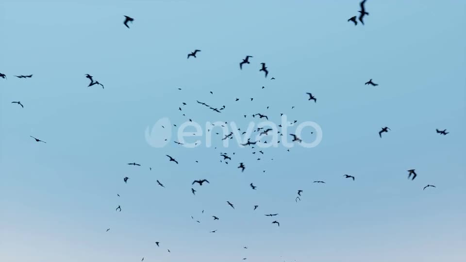 Birds Flying Videohive 24155448 Motion Graphics Image 1