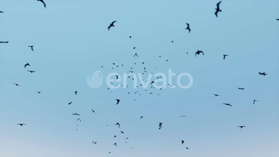 Birds Flying Videohive 24155448 Motion Graphics Image 2