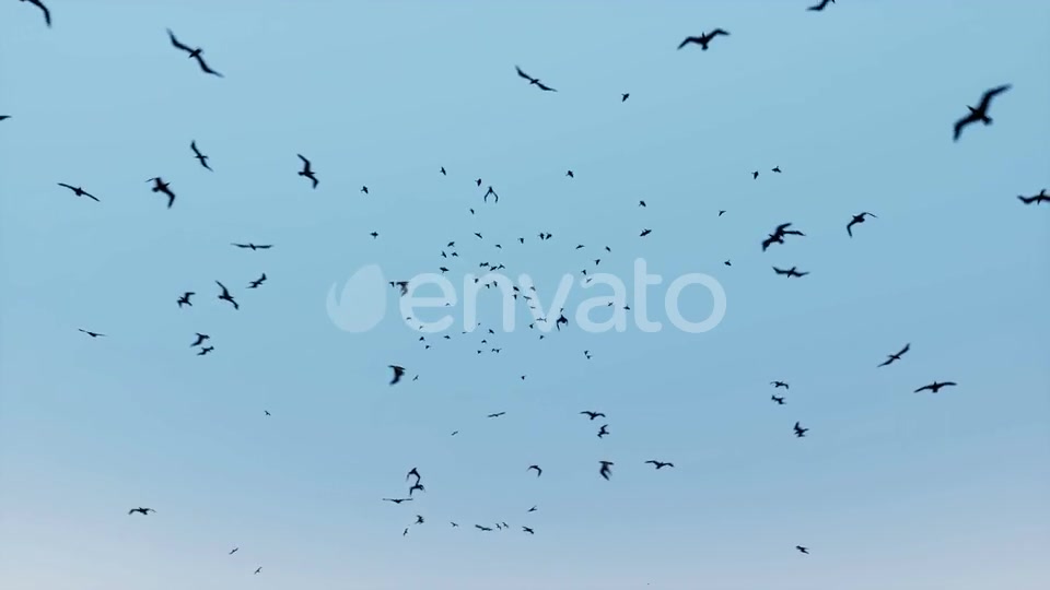 Birds Flying Videohive 24155448 Motion Graphics Image 3