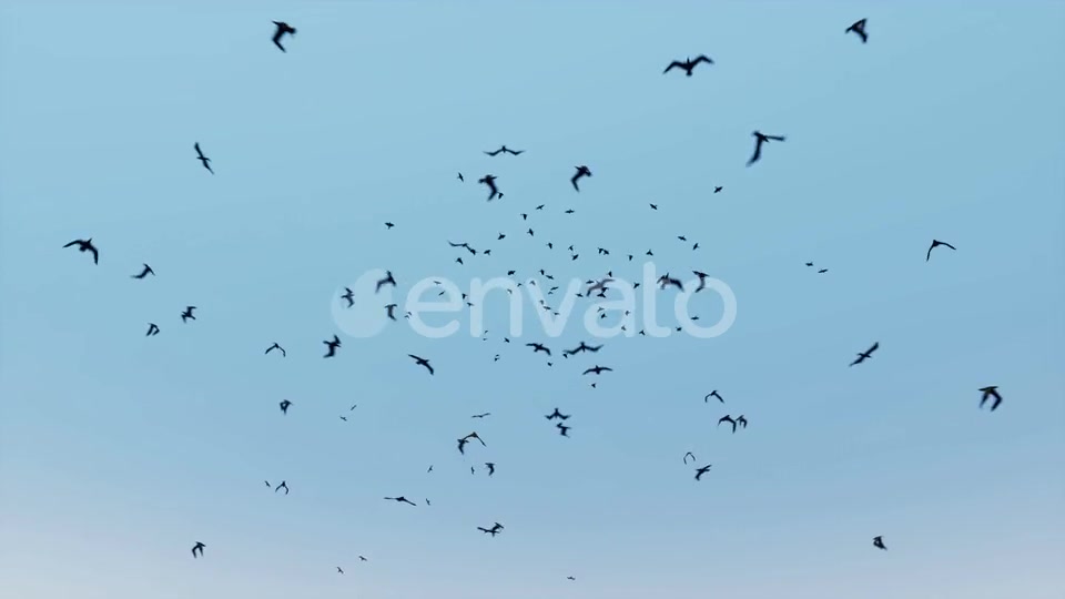 Birds Flying Videohive 24155448 Motion Graphics Image 4