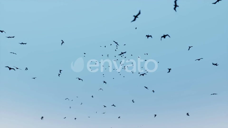 Birds Flying Videohive 24155448 Motion Graphics Image 5