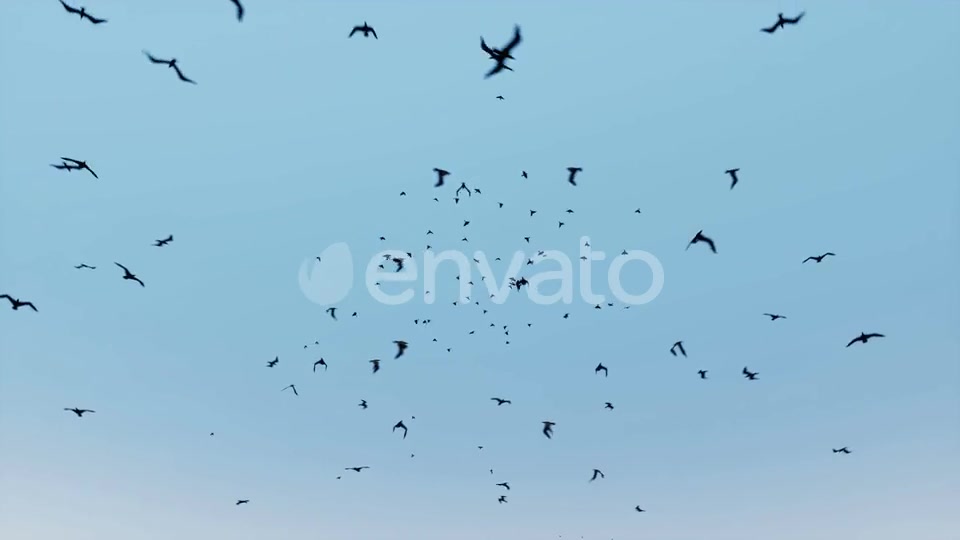 Birds Flying Videohive 24155448 Motion Graphics Image 6