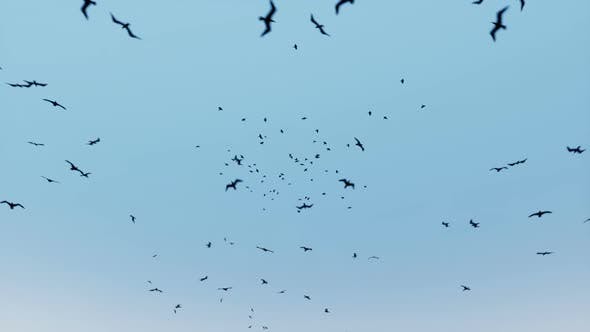 Birds Flying - Download Videohive 24155448