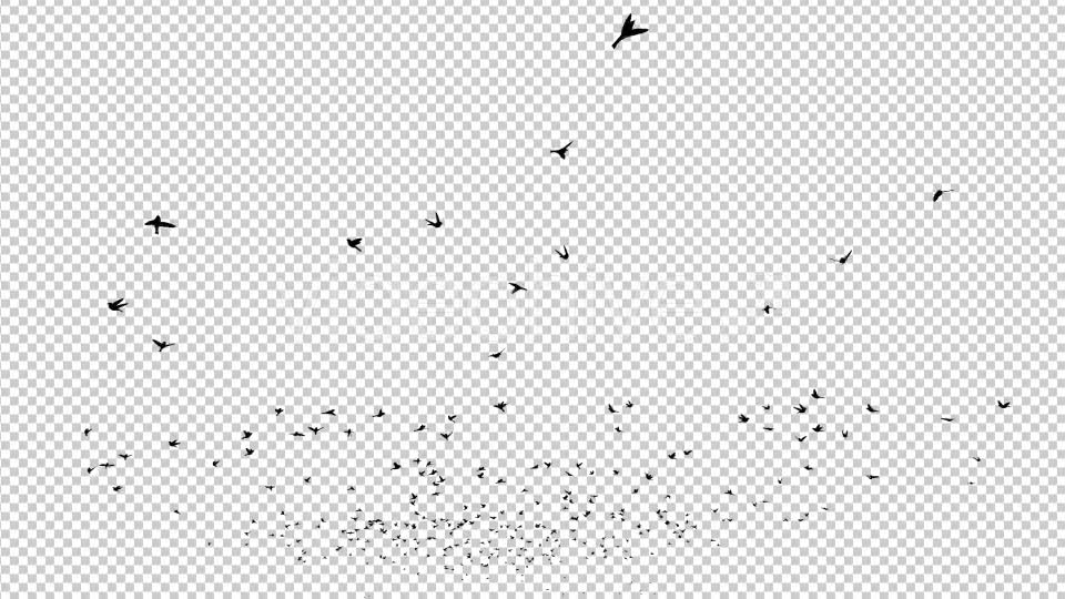 Birds Silhouette Videohive 20474367 Motion Graphics Image 1