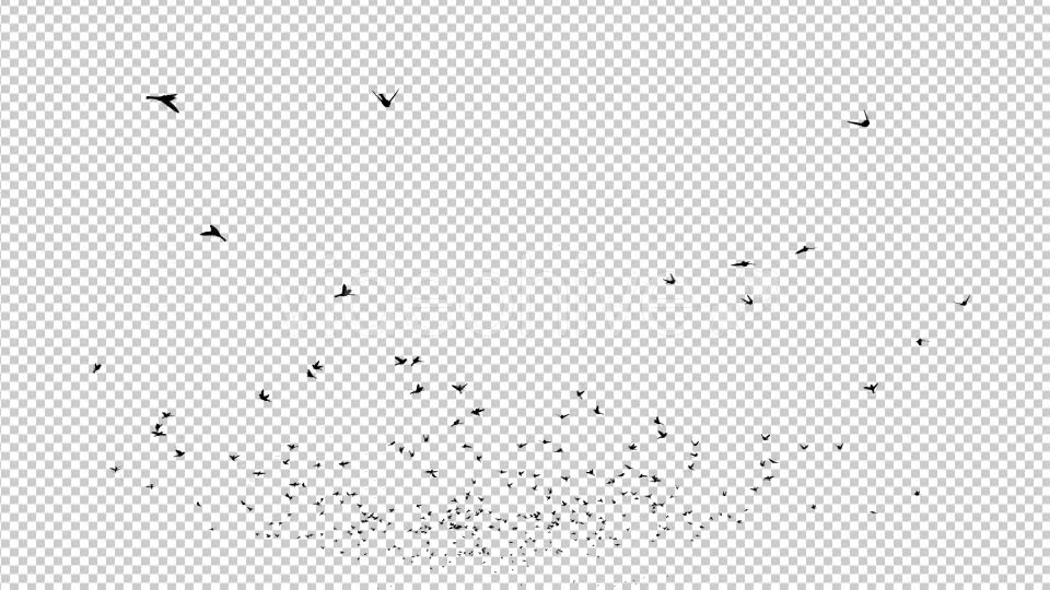 Birds Silhouette Videohive 20474367 Motion Graphics Image 2
