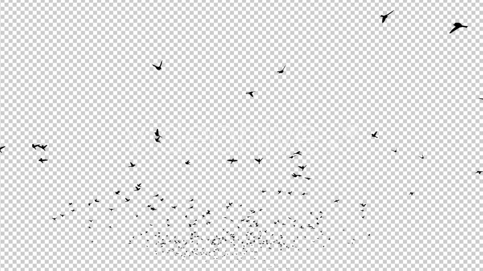 Birds Silhouette Videohive 20474367 Motion Graphics Image 3