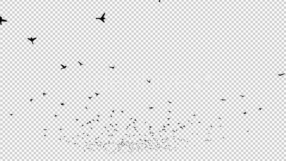 Birds Silhouette Videohive 20474367 Motion Graphics Image 5