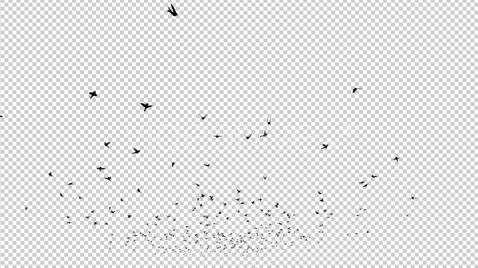Birds Silhouette Videohive 20474367 Motion Graphics Image 6