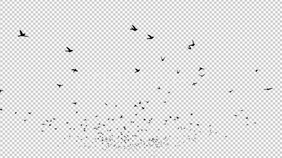 Birds Silhouette Videohive 20474367 Motion Graphics Image 7